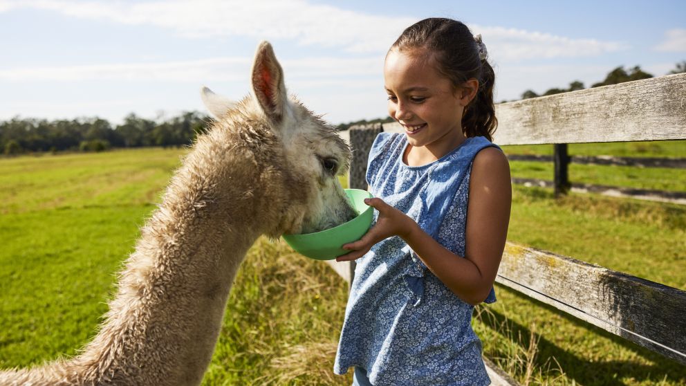 Feeding the alpaca at Iris Lodge, Jilliby